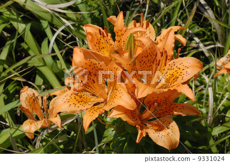 Sukasyuri Sukasyuri 9331024