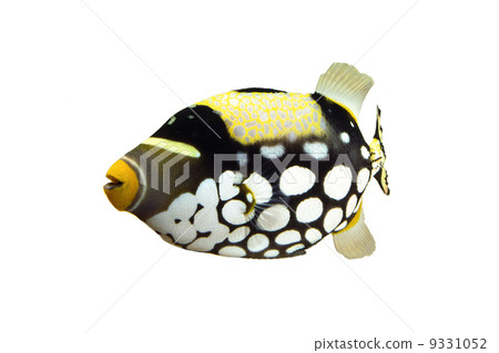 Mongara Kawahagi 9331052