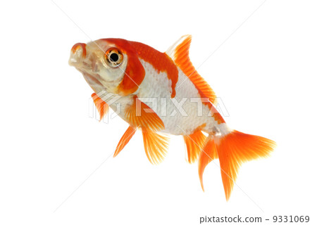 Sarasawakin Sarasawakin 9331069