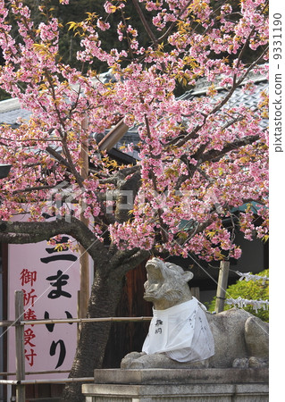 在京都櫻花和小倉虎的強羅寺Horinji寺 9331190