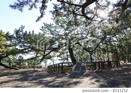 Hagoromo pine Hagoromo pine 9331252