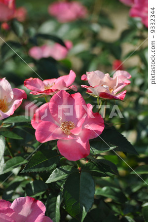 A lot of flowers that blooms a lot A lot of flowers that blooms a lot 9332344