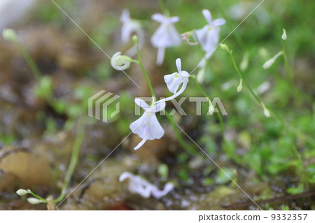 咪咪kakigusa 咪咪kakigusa 9332357