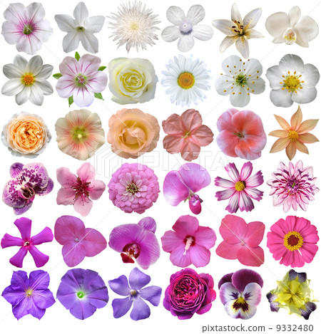 Big Selection of Various Flowers Isolated on White Background 9332480