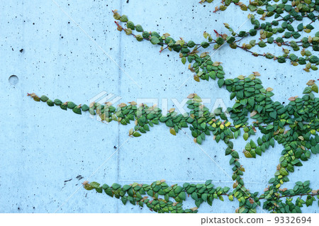 榕Pumila 榕Pumila 9332694