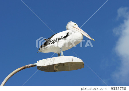 图库照片 australian pelican kangaroo island