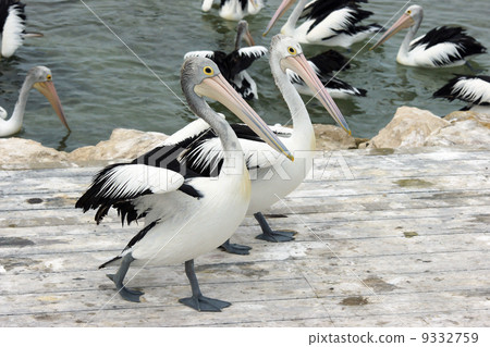 Australian Pelican, Kangaroo Island 9332759