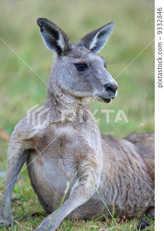 Great Grey Kangaroo, Australia Great Grey Kangaroo, Australia 9332846