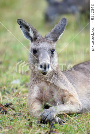 Great Grey Kangaroo, Australia Great Grey Kangaroo, Australia 9332848