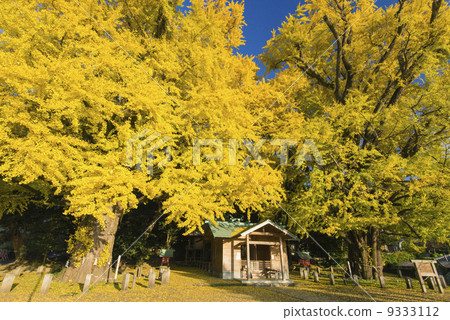 Couple ginkgo Couple ginkgo 9333112