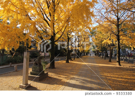 Katsushika Hachimangu Shrine Ginkgo Katsushika Hachimangu Shrine Ginkgo 9333380