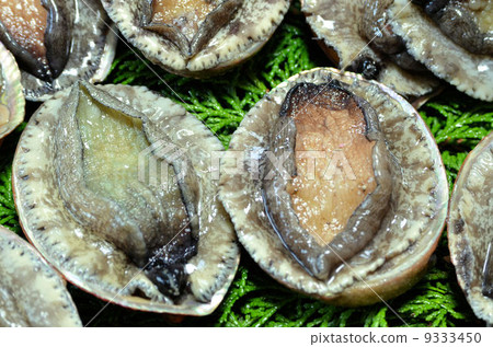 Abalone Abalone 9333450