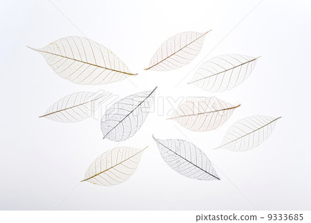 Watermark leaf background design - Stock Photo [9333685] - PIXTA