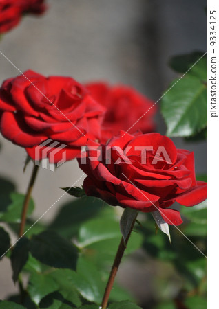 Blooming Francoise Gojart 9334125