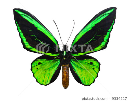 Butterfly Ornithoptera priamus Butterfly Ornithoptera priamus 9334217