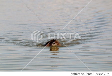Nutria Nutria 9334293