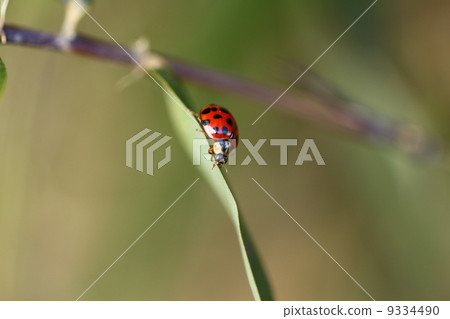Ladybird Ladybird 9334490