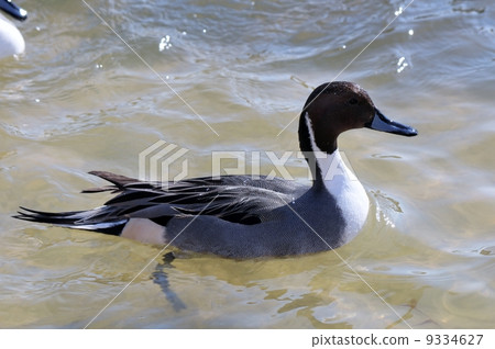 Pintail 9334627