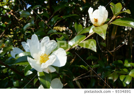 White mountain flowers White mountain flowers 9334891