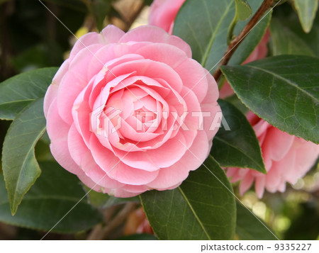 茶花 9335227