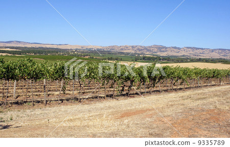 Barossa Valley, Australia 9335789