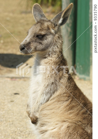 Great Grey Kangaroo, Australia 9335790