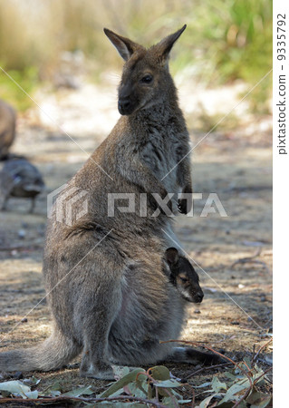 Bennett Wallaby, Australia 9335792