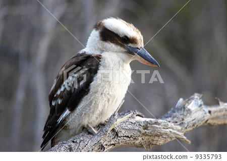 Kookaburra, Australia 9335793