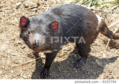 Tasmanian Devil, Australia Tasmanian Devil, Australia 9335794