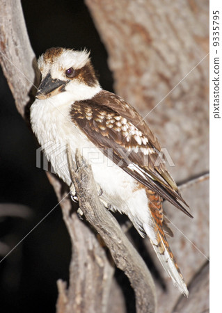 Kookaburra, Australia Kookaburra, Australia 9335795
