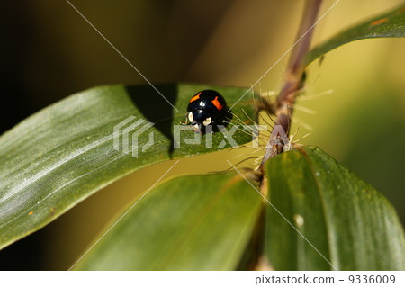 Ladybird 9336009
