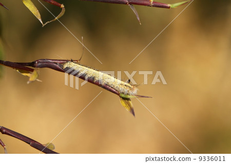 Takekareha Takekareha 9336011