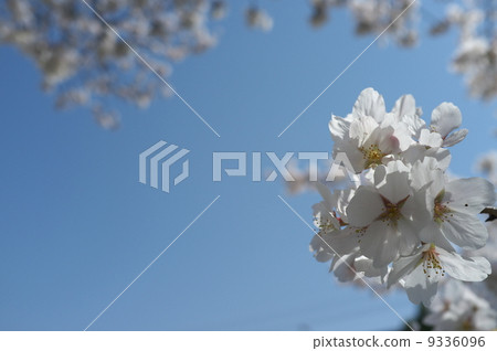  Cherry blossoms and blue sky 9336096