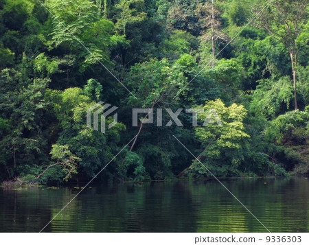 green tree in  forest and river 9336303