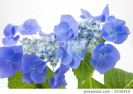 Blue-violet hydrangea flower Blue-violet hydrangea flower 9336459