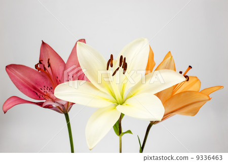 Three color sky lily flows Three color sky lily flows 9336463