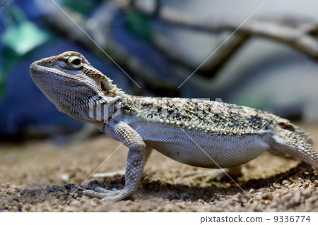 箍鬍子蜥蜴 9336774