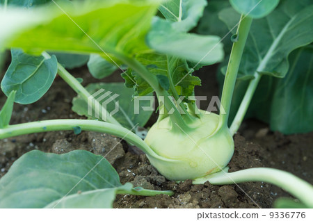 Kohlrabi Kohlrabi 9336776
