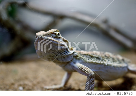 Hoop bearded lizard 9336785