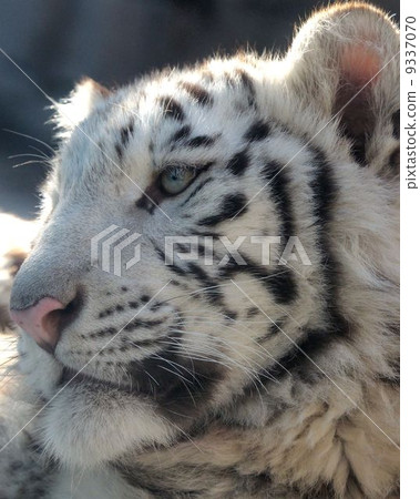 White Tiger   9337070
