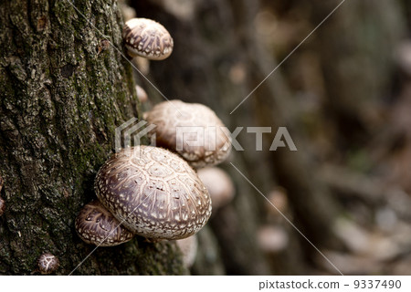 Shiitake 9337490