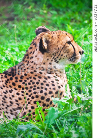 Cheetah Cheetah 9337712
