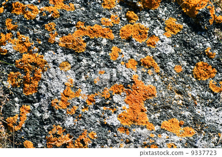 Lichen 9337723