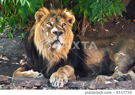 Lion Lion 9337738
