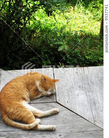 Cat on the edge Cat on the edge 9337741