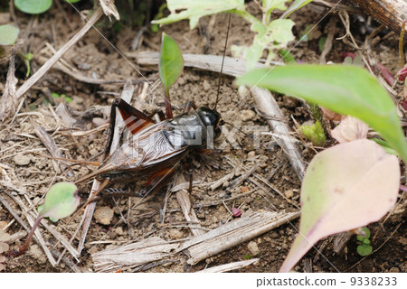 Emma cricket (male) 9338233