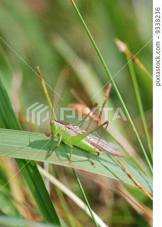 Hoshisakakiri singing 9338236