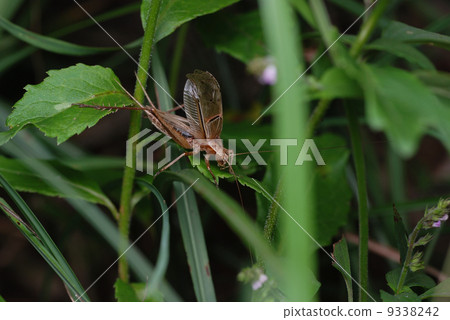 Cinging horse chestnut Cinging horse chestnut 9338242
