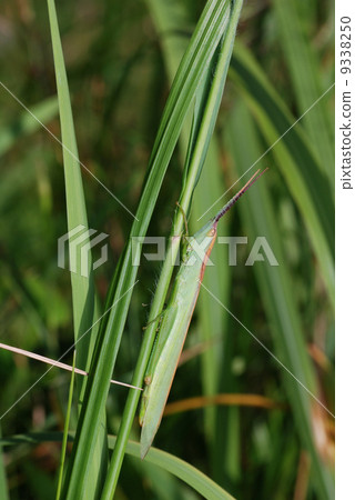 Spruce-grasshopper 9338250