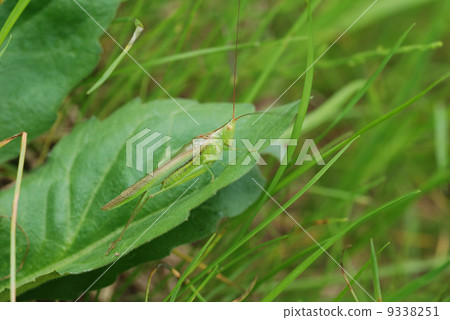 Sound clown sasakiri Sound clown sasakiri 9338251